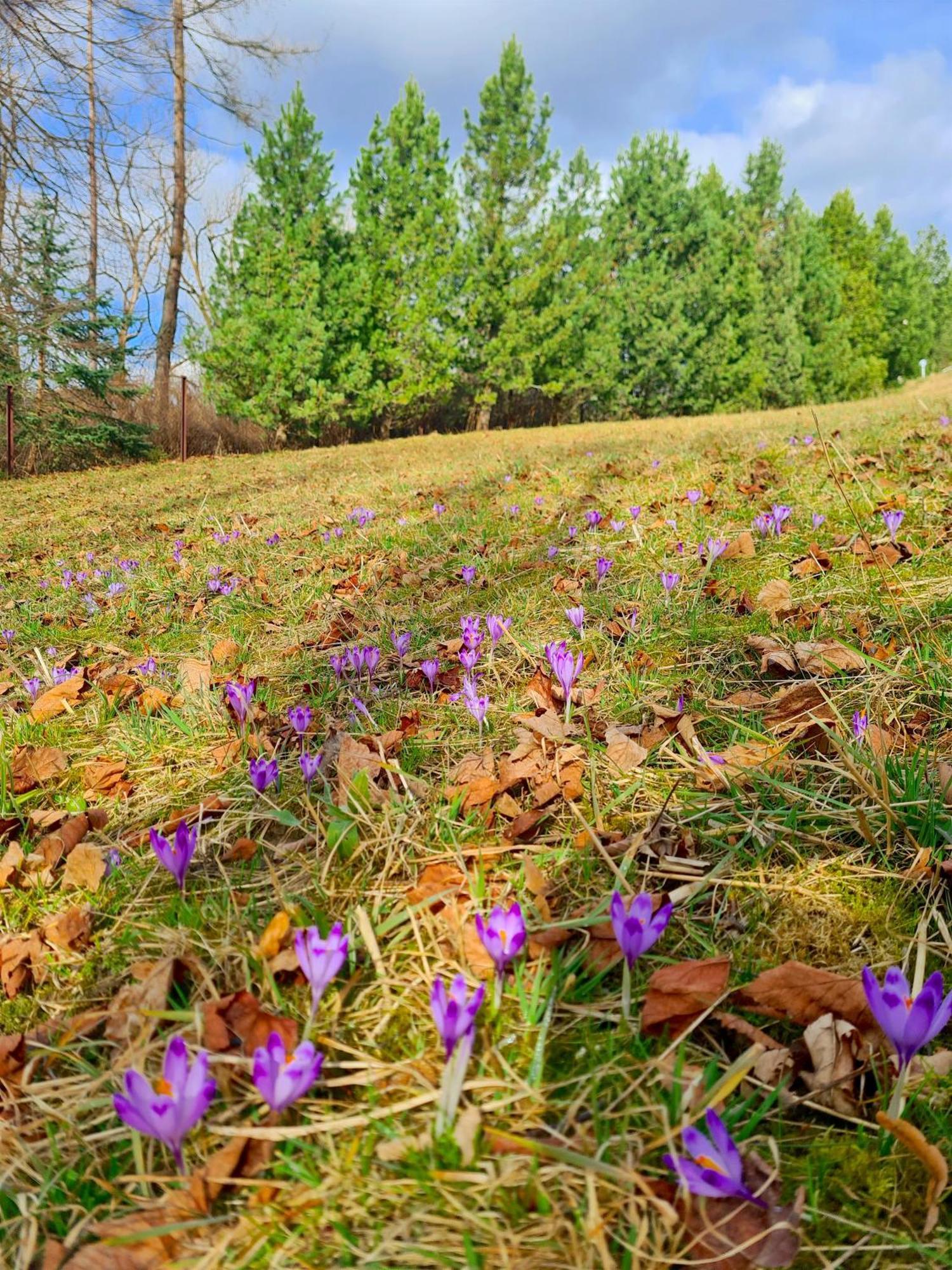Skalna Chata Apartmán Zakopane